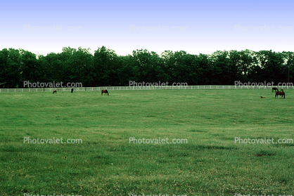 Fields, Horse, Eaton Farm, Lexington, Kentucky