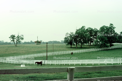 Eaton Farm, Lexington, Kentucky