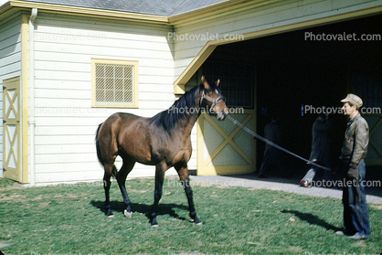 Man, Stall, Horse, House, Lawn, Louisville, Kentucky, 1950s