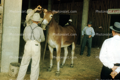 Grooming, mule, donkey, cowboy, hat, suspenders, Louisville, Kentucky, 1950s