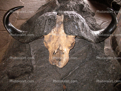 Water Buffalo, Skull, Horns