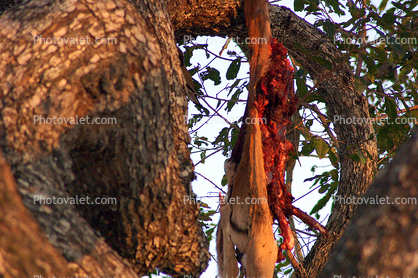 dead meat hanging from a tree, kill, antelope