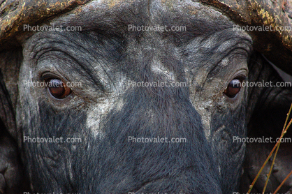 Water Buffalo face