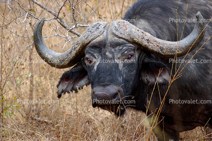 Water Buffalo, horns, face