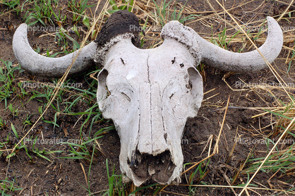 Water Buffalo Skull