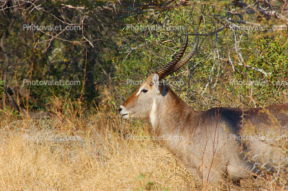 Ellipsen Waterbuck, (Kobus ellipsiprymnus), Bovidae, Reduncinae, large antelope