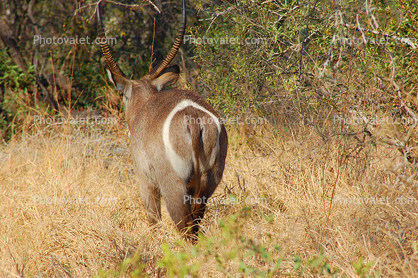 (Kobus ellipsiprymnus), Ellipsen Waterbuck, Bovidae, Reduncinae, large antelope