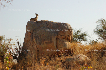 Kirk's dik-dik, Madoqua kirkii, Bovidae, small antelope, rock, boulder