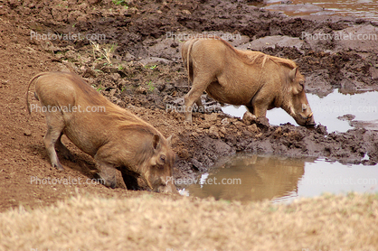 Warthog, Watering Hole