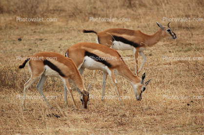 Antelope
