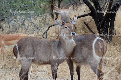 (Kobus ellipsiprymnus), Ellipsen Waterbuck, Bovidae, Reduncinae, large antelope