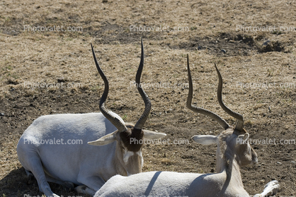 Screwhorn Antelope, Addax nasomaculatus, Bovidae, Hippotraginae