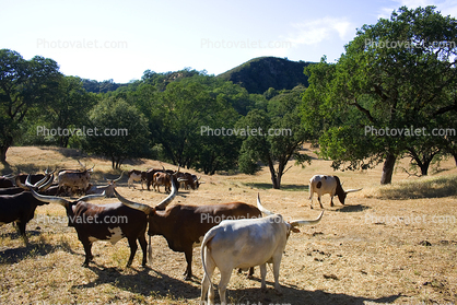 Watusi Cattle, Ankole longhorn, (Bos taurus)