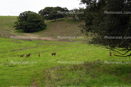 Deer, Hills, Trees, Fields, Two-Rock, Sonoma County, California