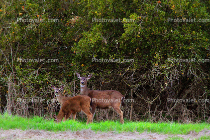 Deer, Hills, Trees, Fields, Two-Rock, Sonoma County, California