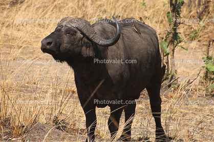 Water Buffalo, Katavi National Park, Tanzania