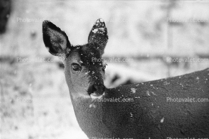 Deer, Mount Rainier National Park, Washington