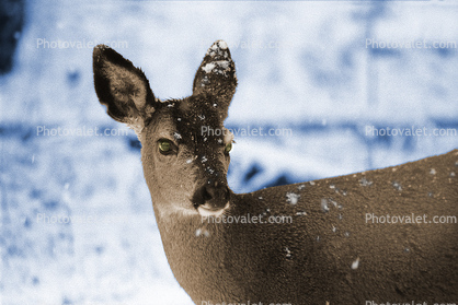 Deer in the Snow, Mount Rainier National Park, Washington