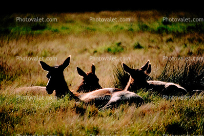Roosevelt elk, Cervus canadensis roosevelti, Ruminantia, Cervidae, Cervinae