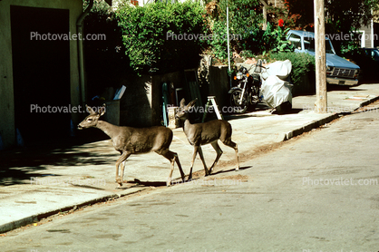 Deer, Elm Street, San Anselmo