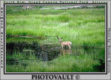 Deer in Watering Hole, Pond, Lake, Wetland, Grass