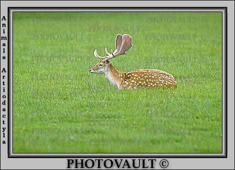 Fallow deer, speckled, Holland
