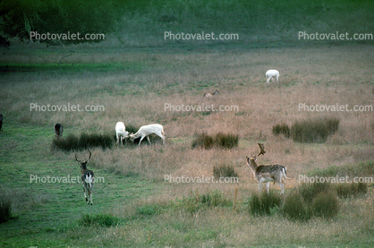 White Deer of Point Reyes