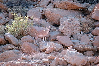 Female Nubian ibex, (Capra nubiana), Bovidae, Caprinae, Goat, Ein Gedi, Dead Sea