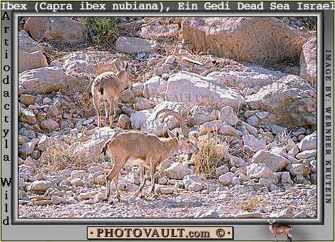 Nubian ibex, (Capra nubiana), Bovidae, Caprinae, Goat, Ein Gedi, Dead Sea