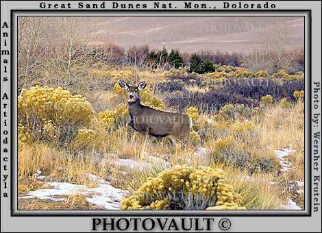 Deer Doe, Snow, Great Sand Dunes National Park and Preserve, Colorado, USA