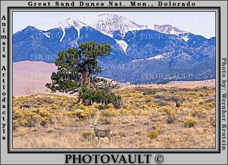 Deer Doe, Mountains, Tree, Great Sand Dunes National Park and Preserve, Colorado, USA