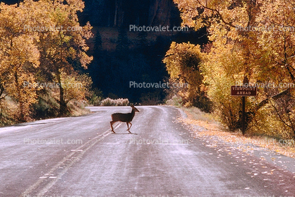 Deer, Crossing the Road, Fall Colors, Autumn, Trees, Vegetation