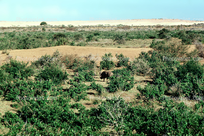 Warthog, Somalia