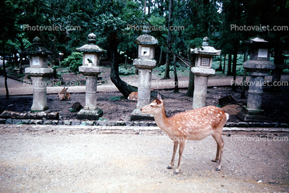 Deer Park, Miyajima