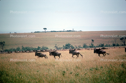 Wildebeest, African Plains