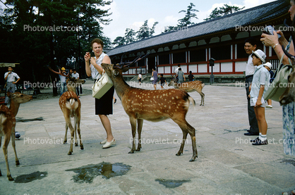 Wildlife, woman, purse, funny, Miyajima, Deer Park, 1950s