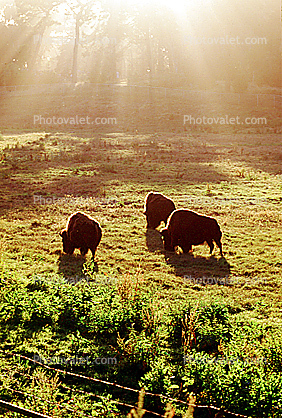 Buffalos Grazing in the Misty Light, Fog