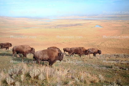 Buffaloes Roam on the Open Range, Yellowstone NP