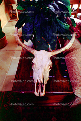 cattle skull, steer