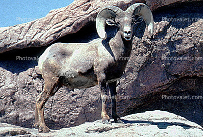Ram, horns