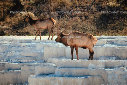 Elk, antlers, Minerva Hot Springs
