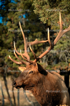 Elk, Antlers