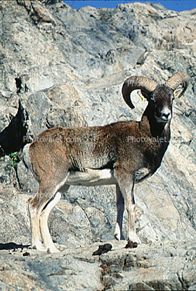 Ram, Mountain Goat, horn