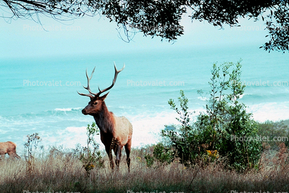 Elk, the Lost Coast, Humbolt County