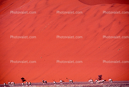 Sable Antelope, Herd, Hippotragus niger), near Walvis Bay, Namibia, Sand Dunes