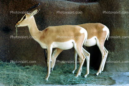 Nubian Soemmering's Gazelle, (Nanger soemmerringii soemmerringii), Bovidae, Antilopinae, Antelope, Gazella