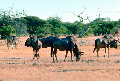 Wildebeast, Africa, African