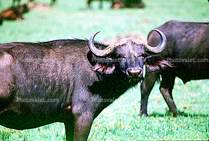 Water Buffalo, Arusha, Tanzania