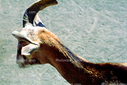 Mouflon Sheep, (Ovis musimon), Bovidae, Caprinae, horns