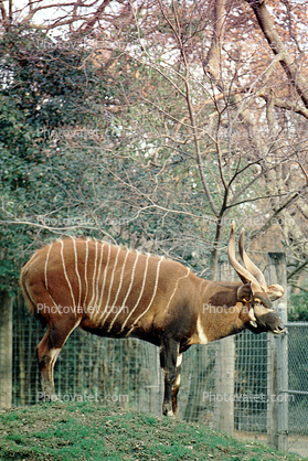 Bongo, (Tragelaphus eurycerus), Antelope, spiralled horns